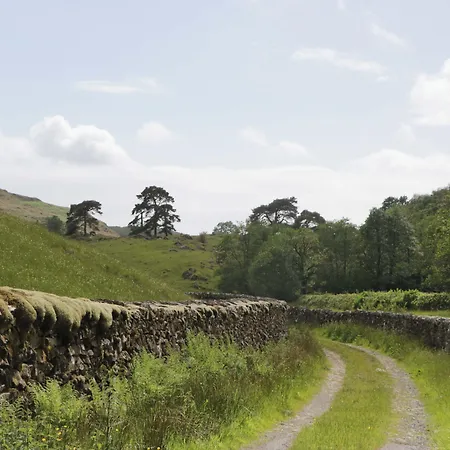 Yew Tree *